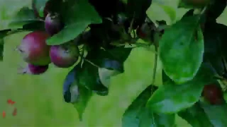 Flower to Fruits (Apple Timelaps)