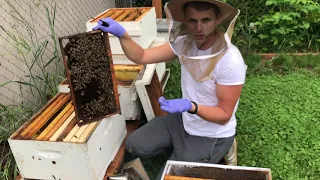 Queen-less Beehive Split For Beginners Making A Nuc