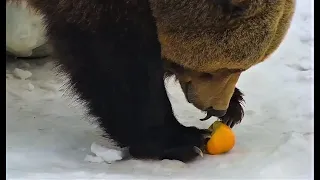 Мансур 🟤 Bear Mansur eats an apple carefully.