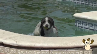 EDUCACIÓN CANINA PERROS DE AGUA TURCO ANDALUZ