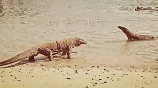 Komodo dragon hunting deer in water watch the viral video