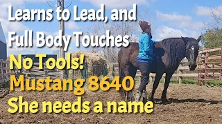 NO TOOLS - Learns to follow me (even at canter!), full body touches, without using whips, ropes, etc