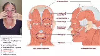 Muscle 6- Muscles of the face