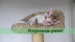 Корниш-рекс: характеристика породы, отзывы владельцев, уход