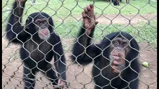 Racing Against Time to Build a Sanctuary for 19 Chimpanzees