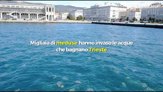 Migliaia di meduse hanno invaso le acque che bagnano Trieste