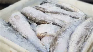 🐟 КАК ЗАСОЛИТЬ И ХРАНИТЬ РЫБУ?