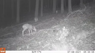 momma and baby after badger creek fire