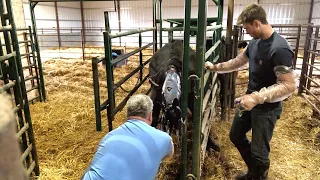 Pulling a BIG Black Angus calf