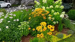 My Small Front yard Garden Brings Joy Every day | Perennial  Garden Tour #garden #gardentour  #new