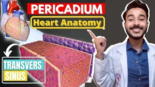 Heart Pericardium Anatomy | Transverse And Oblique Sinus Of Heart