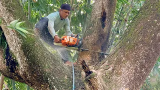 A Big Tree That Won't Fall... Felling a Half Century Old Trembesi Tree ‼️