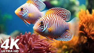 The Ocean 4K Ultra HD - Sea Animals for Relaxation, Beautiful Coral Reef Fish in Aquarium
