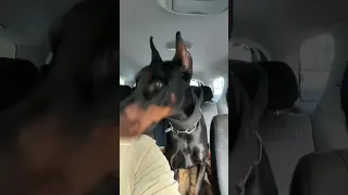 DOBERMANN Reav und lokopilami gehen in den Hundewald🔥‼️