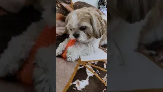 World's most beautiful  Puppy Shih Tzu 😍 #subscribe ❤️ #shihtzu #shorts #youtubeshorts #ytshorts