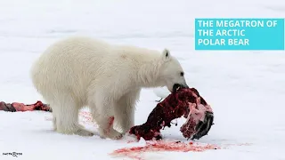 SURPRISING FACTS ABOUT POLAR BEARS