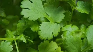 Good Question: Why Do Some Of Us Dislike Cilantro?