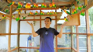 Amazing Unique Free-range Farming-Transferring 20 Pairs of African Lovebird, Newly Build wooden Cage