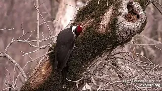 Decorah North Nest 3-4-24 Pair of pileated woodpeckers