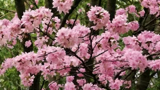 Sakura Cherry Blossoms, Guelph Arboretum Canada