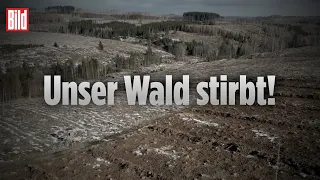 Erschreckenede Drohnen-Bilder: Waldsterben im Harz – Deutsche Wälder vor dem Kollaps