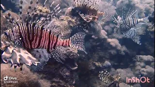 #lionfish #lion #fitness #redsea #diving #egypt #padi #ceeport #love #grateful #olympus #videography