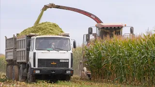 Mais silage in Belarus / 2X KVK-800 / 2X MTZ 3022, 2X 1221, 1025, 82, 3X MAZ 5551 and others /