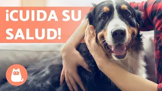 7 CONSEJOS para CUIDAR la SALUD de tu PERRO 🐶💚