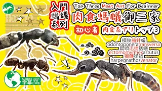 肉食螞蟻御三家 Top three meat ant for beginner 初心者肉食系アリトップ3