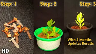 How to grow Clove Plants from seed : घर पर लौंग के बीज का अंकुरण कैसे करें | How to germinate Clove