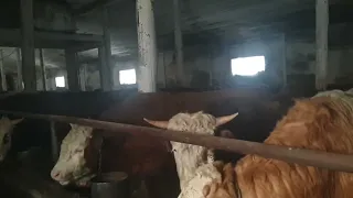 Последний месяц быков на откорме 🐂