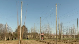 Stringing a Hop Yard | Plants de la houblonnière