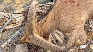 The Luck of the Draw - New Mexico DIY Barbary Sheep - Public Land Aoudad