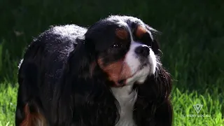 Adorable Breed Needed Some Extra Attention, and The Cavalier Rescue Did Just That | Very Local