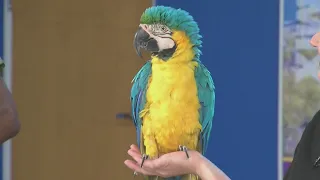 It's World Parrot Day