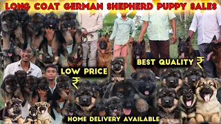 Dogs For Sales Puppies Low Cost | Long Coat German Shepherd | Quality Puppies Sales Dog kennel