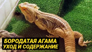 Бородатая агама – уход и содержание в домашних условиях