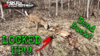 We Found 2 Locked Up Bucks!! Ohio Bucks Fight to the Death