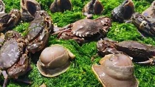 Big Lobster & Red Crab: Red crabs are crawling all over the beach!