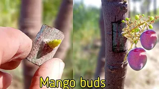 Successful Mango Bud Grafting | Mango V Grafting Technique With Result (100% Success) | Mango Graft