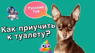 КАК ПРИУЧИТЬ ЩЕНКА РУССКОГО ТОЯ К ТУАЛЕТУ / НА УЛИЦЕ/ОПЫТ с субтитрами