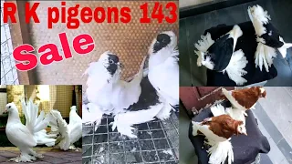 all pigeon sale, top quality pigeons,Fancy pigeon all India delivery,all fancy pigeon,fancy pigeon