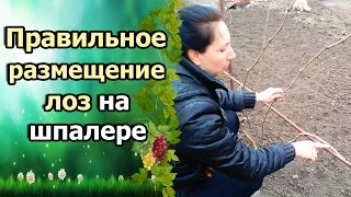 ВИНОГРАД ВЕСНОЙ. РАЗМЕЩЕНИЕ ЛОЗ НА ШПАЛЕРЕ.