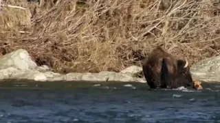 Baby Bison Takes On Wolf And Wait Mother To Save _ Animals In North America