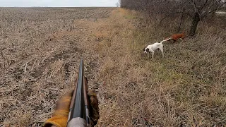 2023-12-23 Central Missouri Quail Hunting - Katie Points A Single and Another Jumps Up