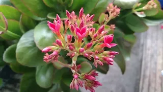 Kalanchoe or Widow's-thrill from bud to bloom