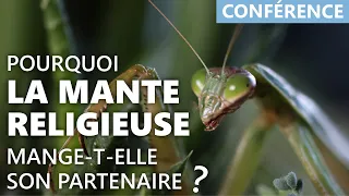 CONF' | Pourquoi la mante religieuse mange-t-elle son partenaire ?