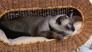 The Cutest Siamese Ever! #siamese #snowythemagnificat #cat #kittens