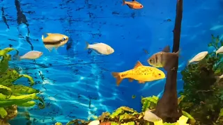 Новые рыбки в 100 л аквариуме/Неоновые радужницы/Melanotaenia praecox/My 100-liter tank/My new fish