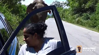 The woman who landed next to the wild elephant.